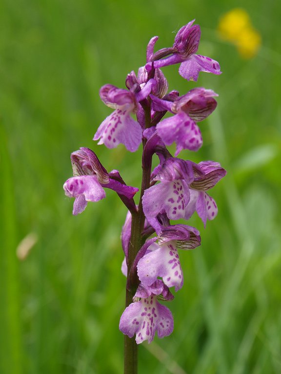 9 orchidee dal Nevegal